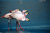 Puna Flamingo (Phoenicoparrus jamesi), rare highly adapted to feed on microscopic diatoms. Laguna Colorada, Bolivia