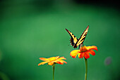 Tiger Swallowtail butterfly (Papilio glaucus) on tithonia flower