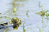 Common Frog (Rana perezi). Spain