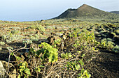 Vineyard at Fuencaliente. La Palma. Canary Islands. Spain