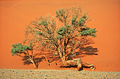 Africa, Arid, Aridity, Barren, Color, Colour, Daytime, Death, Desert, Deserts, Desolate, Desolation, Dried, Dry, Dune, Dunes, End, Exterior, Namibia, Nature, Outdoor, Outdoors, Outside, Plant, Plants, Red, Sand, Scenic, Scenics, Tree, Trees, World locatio