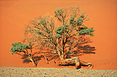 Afrika, Aussen, Baum, Bäume, Draussen, Düne, Dünen, Dürre, Ende, Farbe, Getrocknet, Länder, Landschaft, Landschaften, Namibia, Natur, Pflanze, Pflanzen, Plätze der Welt, Rot, Sand, Tageszeit, Tod, Trocken, Trockenheit, Wüste, Wüsten, L88-540617, agefotost