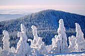 Snowy spruces. Arber Mountain. Bavaria. Germany