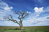 Dead tree. Masai Mara, Kenya