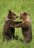 Brown bear (Ursus arctos), cubs playing