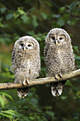 Ural owls (Strix uralensis), juvenile