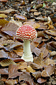 Fly agaric (Amanita muscaria) in beechwood in fall. Montseny Natural Park, Barcelona province, Catalonia, Spain