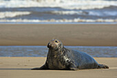 Male Grey Seal (Halichoerus grypus) on beach, Donna Nook National Nature Reserve, England. UK