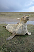 Grey Seal (Halichoerus grypus) on beach, Donna Nook National Nature Reserve, England. UK