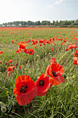 Wheat field in May crowded by Red Poppies (Papaver rhoeas), Spain.