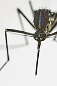 Newborn female Asian Tiger Mosquito (Aedes albopictus) resting at the water surface, Spain