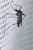 Female Asian Tiger Mosquito (Aedes albopictus) resting on a screened window, Spain