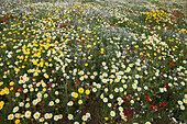 Wiese mit Wildblumen, nahe ses Salines, Mallorca, Balearen, Spanien, Europa