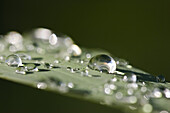 dew on reed leaf, drops of water, Germany