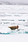 Walrosse, Männchen und Weibchen auf Eisscholle, Odobenus rosmarus, Spitzbergen, Norwegen