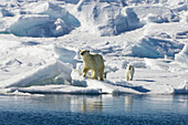 Eisbär mit Jungen auf Eisscholle, Ursus maritimus, Svalbard, Norwegen