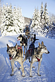 dogs in Quebec, Canada