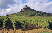 Mâcon Blanc vineyards. Burgundy, France