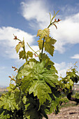 Vines in spring. La Rioja. Spain