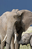 Mother & Baby Elephant on Savannah