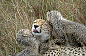 Cheetah family play & groom on the savanna, Masai Mara, Kenya