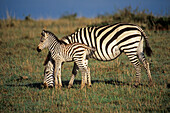 Zebra and calf walk the plains