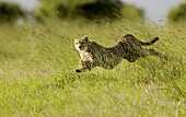 Cheetah chases Thomson Gazelle in the Masai Mara