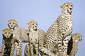 Cheetah family atop a termite mound in the Masai Mara
