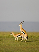 Thomson Gazelles mating in the Masai Mara