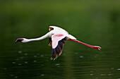 Flamingo flies over Crater Lake - Kenya
