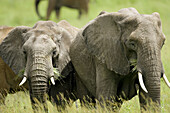Elephant herd feeding in the Masai Mara