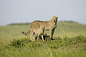 Cheetah cub stands with mother in the Masai Mara