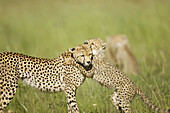 Cheetah cub plays with mother in the Masai Mara