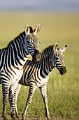 Mother and Calf Zebra in the Masai Mara