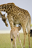 Masai Giraffe newborn nurses in the Masai Mara