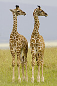 2 Newborn Masai Giraffe on the Masai Mara