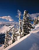 Winter on Kulshan Ridge. Heather Meadows Recreation Area. Washington. USA.