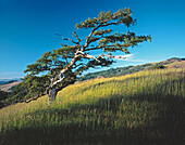 Oregon White oak. Bald Hills. Redwood National Park. California. USA.