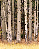 Aspens. Glacier National Park. Montana. USA.