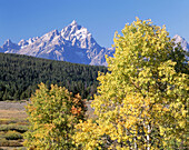 Grand Teton and autumn aspens. Grand Teton National Park. Wyoming. USA.