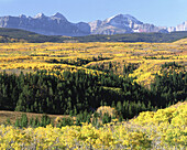 Aspen (Populus tremuloides) parkland in autumn, Glacier National Park. Montana, USA