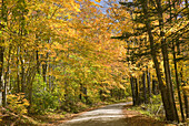 Maple trees in full autumn foliage Green Mountains Vermont USA