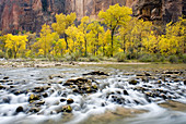 Autumn along the Virgin River in Zion canyon, Zion National Park. Utah, USA