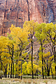 Autumn in Zion Canyon, Zion National Park. Utah, USA