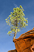 Tree perched on sandstone rock formation, West Rim Trail, Zion National Park. Utah, USA