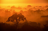 Sunrise on the rainforest. Tambopata National Reserve, Peru