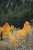 Leaves turning color.  Sun Valley, Idaho. USA