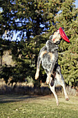 Dog jumping in the air for a freebie. Sun Valley, Idaho. USA