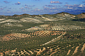 Olive groves. Córdoba province, Andalusia, Spain