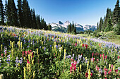 Flowers at Tatoosh mountains. Mount Rainier. Washington. USA.